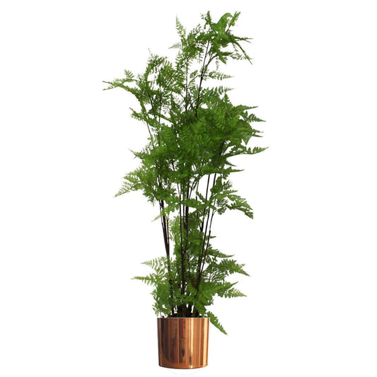 Artificial Natural Look Moss Fern Large Copper Planter 150cm 5ft Realistic Botanik-0
