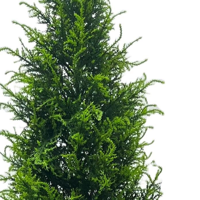 UV Resistant Outdoor 150cm Cypress Cedar Topiary Tree - Premium Quality-1